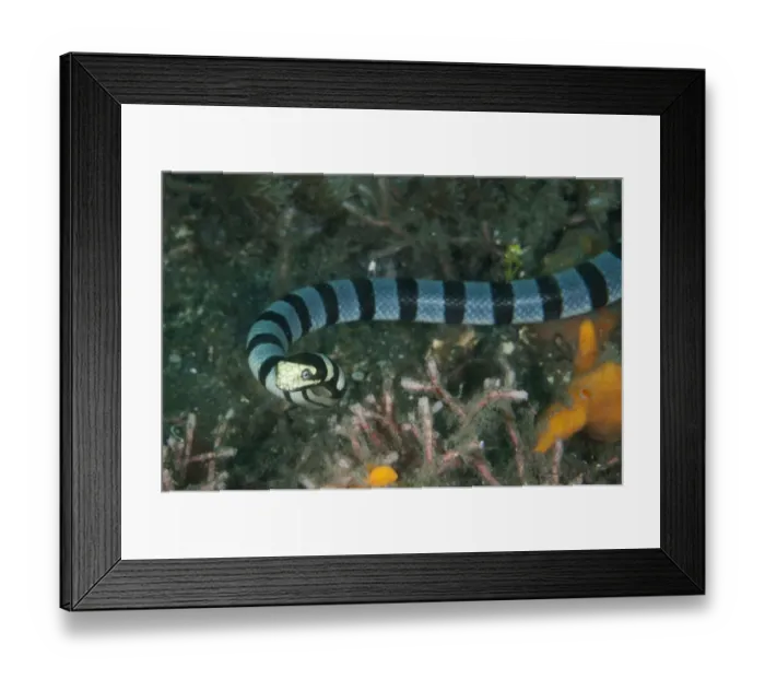 Framed Print : Banded Sea Krait (Laticauda colubrina) adult, swimming over black sand, Lembeh Straits, Sulawesi Framed Print : Banded Sea Krait (Laticauda colubrina) adult, swimming over black sand, Lembeh Straits, Sulawesi