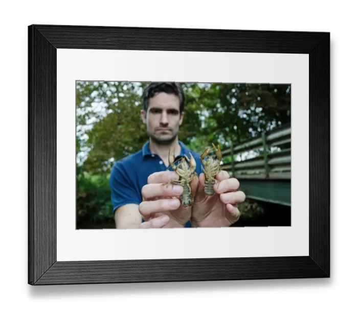 Framed Print : Atlantic Stream Crayfish (Austropotamobius pallipes) two adults, held by man (Jake Reeds) under licence, River Witham