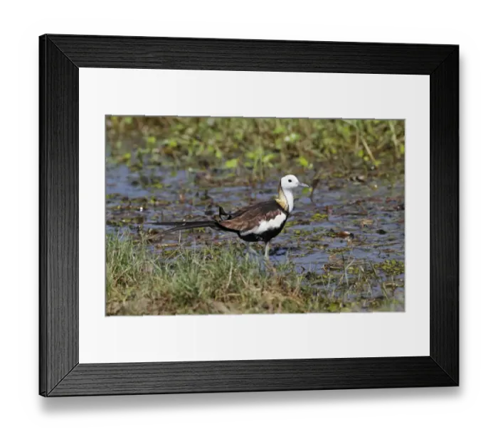 Framed Print : Pheasant-tailed Jacana (Hydrophasianus chirurgus) adult, breeding plumage, standing in shallow water, Bundala N. P Framed Print : Pheasant-tailed Jacana (Hydrophasianus chirurgus) adult, breeding plumage, standing in shallow water, Bundala N. P