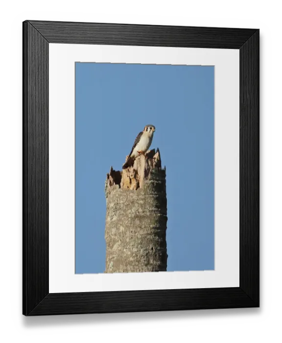 Framed Print : American Kestrel (Falco sparverius) adult male, perched on palm snag, Marshalls Pen, Jamaica, December Framed Print : American Kestrel (Falco sparverius) adult male, perched on palm snag, Marshalls Pen, Jamaica, December