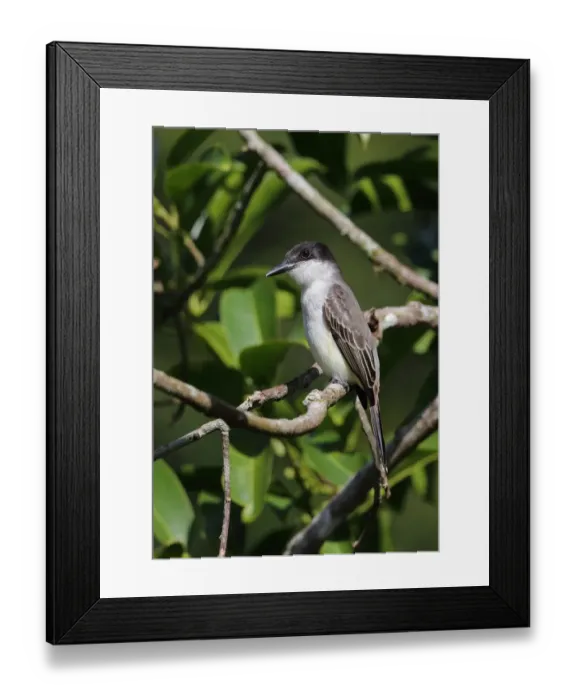 Framed Print : Loggerhead Kingbird (Tyrannus caudifasciatus jamaicensis) adult, perched on twig, Marshalls Pen, Jamaica, December Framed Print : Loggerhead Kingbird (Tyrannus caudifasciatus jamaicensis) adult, perched on twig, Marshalls Pen, Jamaica, December