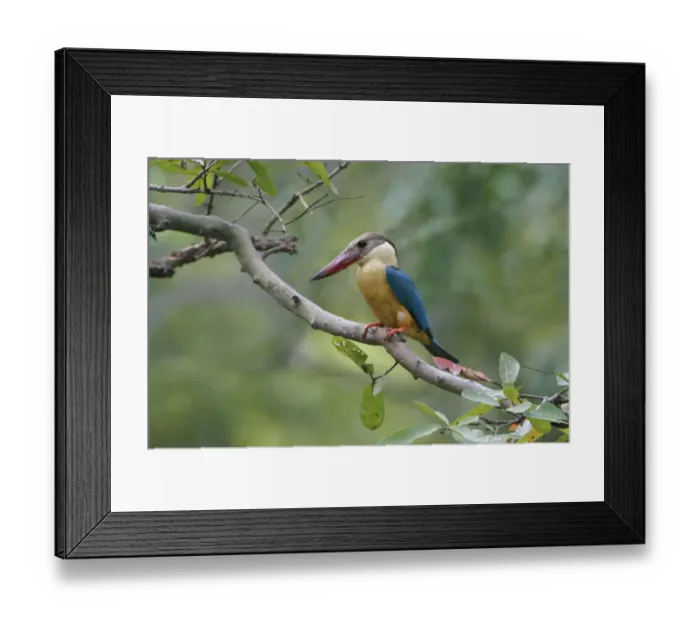 Framed Print : Stork-billed Kingfisher (Pelargopsis capensis malaccensis) adult, perched on branch, Polonnaruwa N. P Framed Print : Stork-billed Kingfisher (Pelargopsis capensis malaccensis) adult, perched on branch, Polonnaruwa N. P