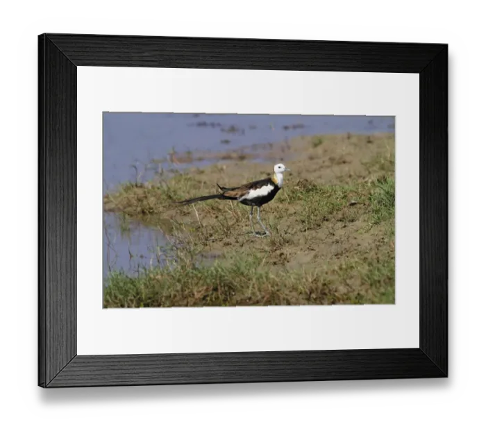 Framed Print : Pheasant-tailed Jacana (Hydrophasianus chirurgus) adult, breeding plumage, standing on mud at edge of water Framed Print : Pheasant-tailed Jacana (Hydrophasianus chirurgus) adult, breeding plumage, standing on mud at edge of water