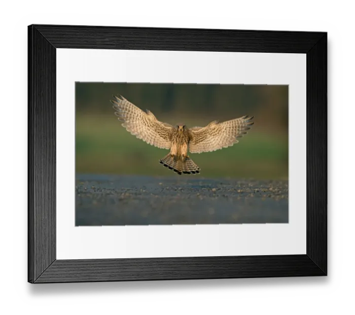 Framed Print : Common Kestrel (Falco tinnunculus) adult female, in flight, landing with wings spread and alulas raised, Lancashire Framed Print : Common Kestrel (Falco tinnunculus) adult female, in flight, landing with wings spread and alulas raised, Lancashire