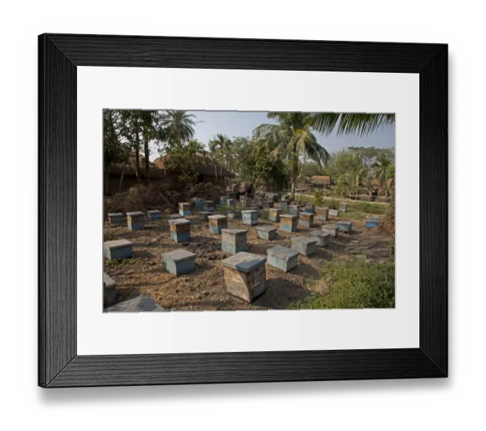 Framed Print : Bee keeping, Asian Honey Bee (Apis cerana) hives, Sundarbans, Ganges Delta, West Bengal, India, March Framed Print : Bee keeping, Asian Honey Bee (Apis cerana) hives, Sundarbans, Ganges Delta, West Bengal, India, March