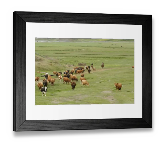 Framed Print : Cattle farming, herding dairy cows on horseback, Svarfaoardalur, Dalvikurbyggo, Iceland, June