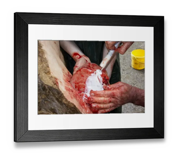 Framed Print : Cattle farming, vet putting antibiotics onto cow uterus after caesarean calving, England, March Framed Print : Cattle farming, vet putting antibiotics onto cow uterus after caesarean calving, England, March