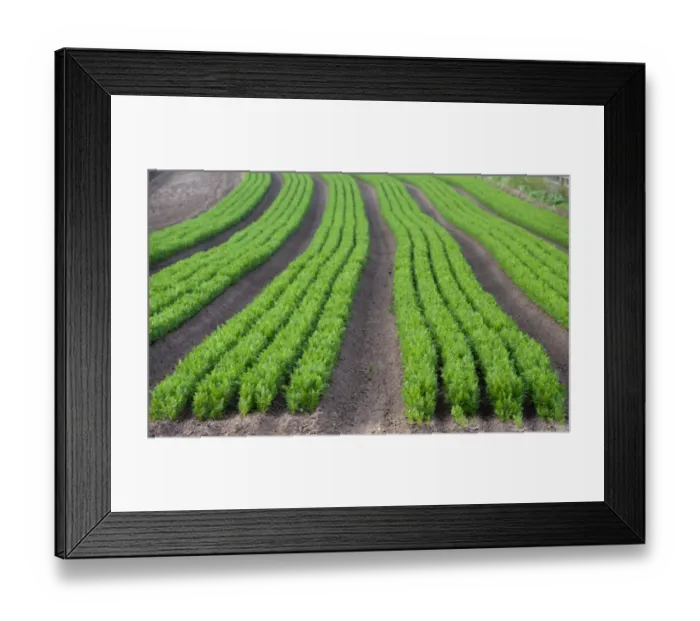 Framed Print : Carrot (Daucus carota) crop, rows growing in field, North Yorkshire, England, July Framed Print : Carrot (Daucus carota) crop, rows growing in field, North Yorkshire, England, July