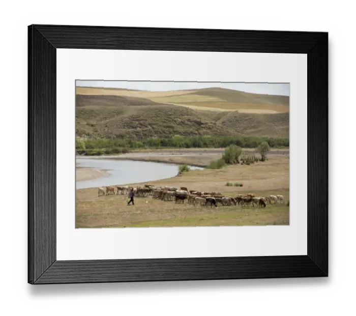 Framed Print : Cattle farming, herd grazing beside river on dry steppe grassland, east of Erzurum, Pontic Mountains, Anatolia, Turkey Framed Print : Cattle farming, herd grazing beside river on dry steppe grassland, east of Erzurum, Pontic Mountains, Anatolia, Turkey