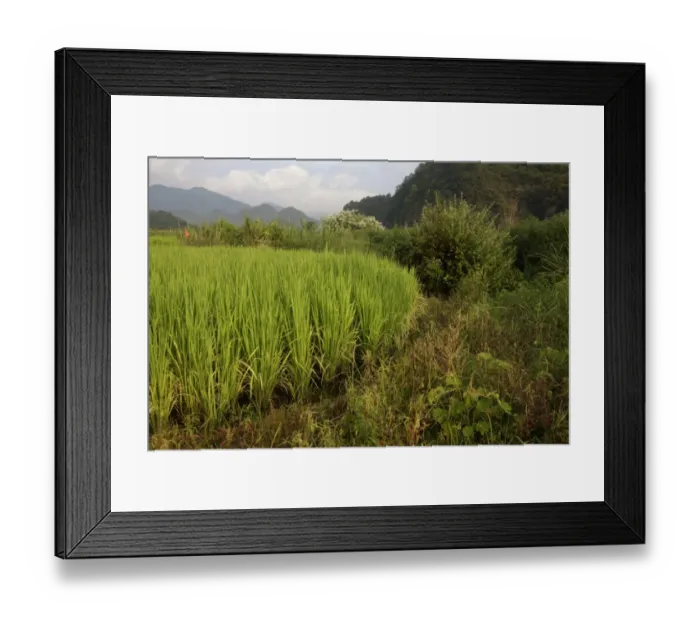 Framed Print : Rice (Oryza sativa) crop, growing in paddyfield, Luokeng, Guangdong Province, China, August Framed Print : Rice (Oryza sativa) crop, growing in paddyfield, Luokeng, Guangdong Province, China, August