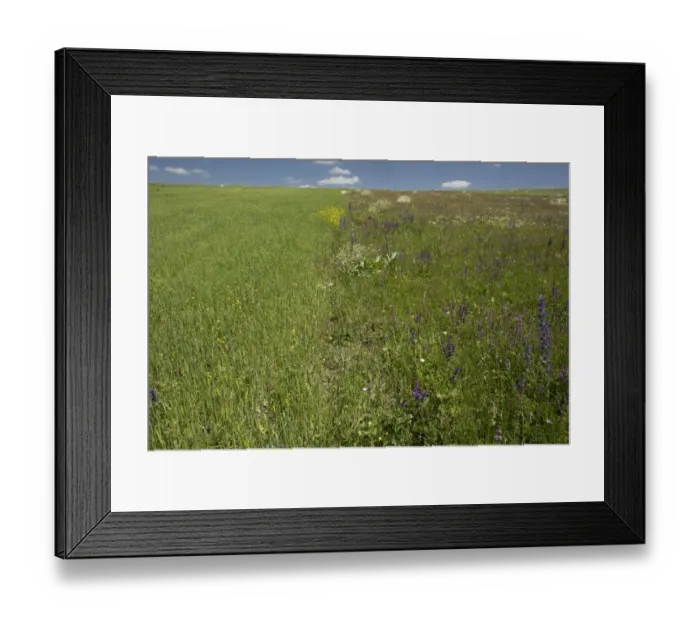 Framed Print : Adjacent fields showing cultivated monoculture and flowery fallow field for comparison, Pontic Mountains, Anatolia Framed Print : Adjacent fields showing cultivated monoculture and flowery fallow field for comparison, Pontic Mountains, Anatolia