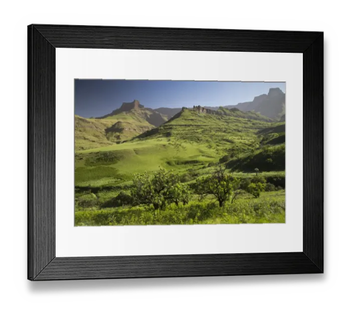 Framed Print : View of montane grassland habitat, with Common Sugarbush (Protea caffra) in foreground, Royal Natal N. P Framed Print : View of montane grassland habitat, with Common Sugarbush (Protea caffra) in foreground, Royal Natal N. P