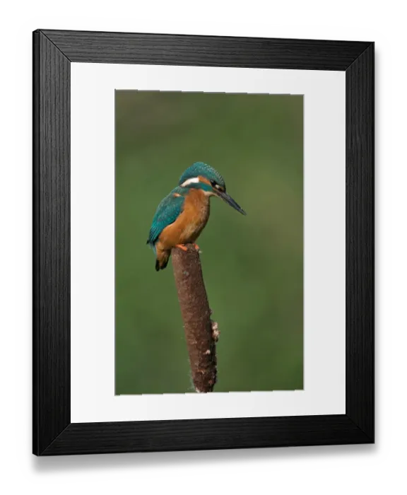 Framed Print : Common Kingfisher (Alcedo atthis) adult male, perched on reedmace seedhead, Worcestershire, England, March Framed Print : Common Kingfisher (Alcedo atthis) adult male, perched on reedmace seedhead, Worcestershire, England, March