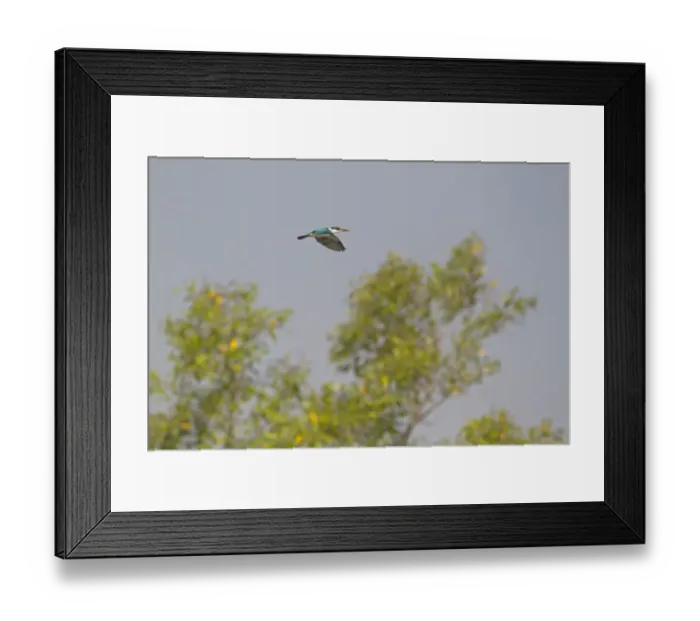 Framed Print : Collared Kingfisher (Todiramphus chloris) adult, in flight over mangroves, Sundarbans, Ganges Delta, West Bengal Framed Print : Collared Kingfisher (Todiramphus chloris) adult, in flight over mangroves, Sundarbans, Ganges Delta, West Bengal