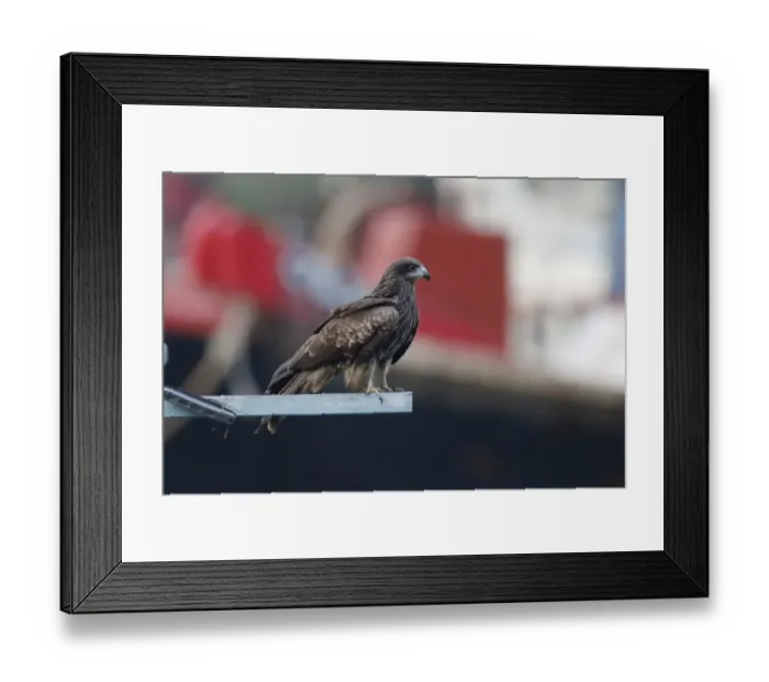 Framed Print : Black-eared Kite (Milvus migrans lineatus) adult, perched on boat, Aberdeen Harbour, Hong Kong Island, Hong Kong