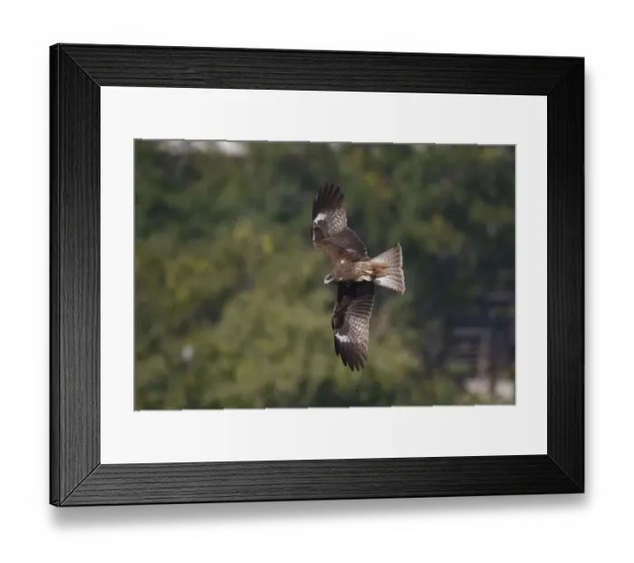 Framed Print : Black-eared Kite (Milvus migrans lineatus) adult, in flight, Aberdeen Harbour, Hong Kong Island, Hong Kong, China