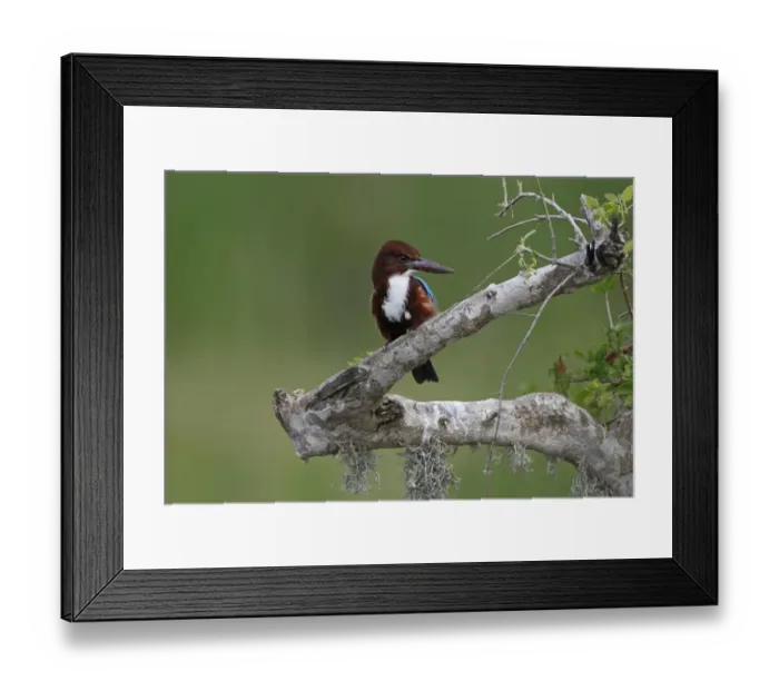 Framed Print : White-throated Kingfisher (Halcyon smyrnensis fusca) adult, perched on branch, Bundala N. P. Sri Lanka, February Framed Print : White-throated Kingfisher (Halcyon smyrnensis fusca) adult, perched on branch, Bundala N. P. Sri Lanka, February