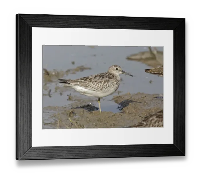 Framed Print : Great Knot (Calidris tenuirostris) adult, non-breeding plumage, standing on mud, Mai Po, New Territories, Hong Kong Framed Print : Great Knot (Calidris tenuirostris) adult, non-breeding plumage, standing on mud, Mai Po, New Territories, Hong Kong