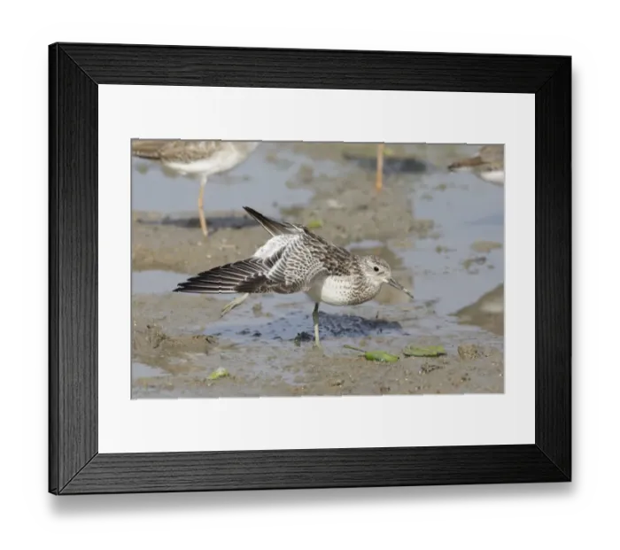 Framed Print : Great Knot (Calidris tenuirostris) adult, non-breeding plumage, stretching wing and leg, standing on mud, Mai Po Framed Print : Great Knot (Calidris tenuirostris) adult, non-breeding plumage, stretching wing and leg, standing on mud, Mai Po