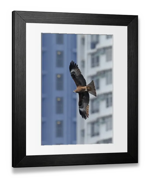 Framed Print : Black-eared Kite (Milvus migrans lineatus) adult, in flight, with residential buildings in background, Aberdeen