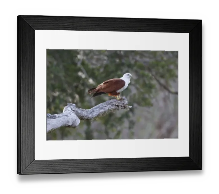 Framed Print : Brahminy Kite (Haliastur indus) adult, perched on branch, Yala N. P. Sri Lanka, February