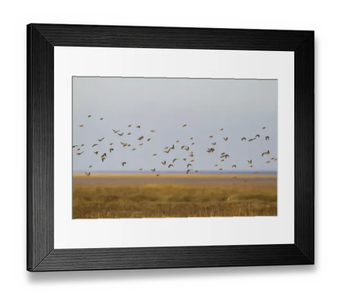 Framed Print : Eurasian Linnet (Carduelis cannabina) flock, in flight over saltmarsh habitat, Norfolk, England, November