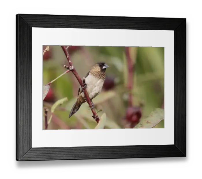 Framed Print : White-rumped Munia (Lonchura striata) adult, perched in citronella bush, Long Valley, New Territories, Hong Kong Framed Print : White-rumped Munia (Lonchura striata) adult, perched in citronella bush, Long Valley, New Territories, Hong Kong