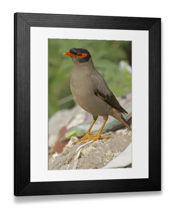 Framed Print : Bank Myna (Acridotheres ginginianus) adult, standing on ground, Keoladeo Ghana N. P Framed Print : Bank Myna (Acridotheres ginginianus) adult, standing on ground, Keoladeo Ghana N. P