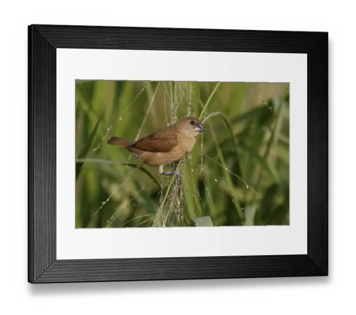 Framed Print : Scaly-breasted Munia (Lonchura punctulata) juvenile, with ring on leg, perched on grass stems, Mai Po, New Territories Framed Print : Scaly-breasted Munia (Lonchura punctulata) juvenile, with ring on leg, perched on grass stems, Mai Po, New Territories
