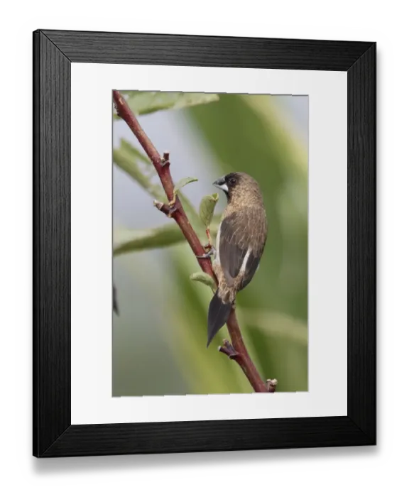 Framed Print : White-rumped Munia (Lonchura striata) adult, perched in citronella bush, Long Valley, New Territories, Hong Kong Framed Print : White-rumped Munia (Lonchura striata) adult, perched in citronella bush, Long Valley, New Territories, Hong Kong