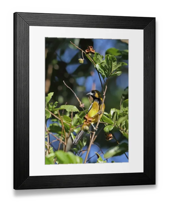 Framed Print : Jamaican Oriole (Icterus leucopteryx) adult male, perched on twig, Marshalls Pen, Jamaica, December Framed Print : Jamaican Oriole (Icterus leucopteryx) adult male, perched on twig, Marshalls Pen, Jamaica, December