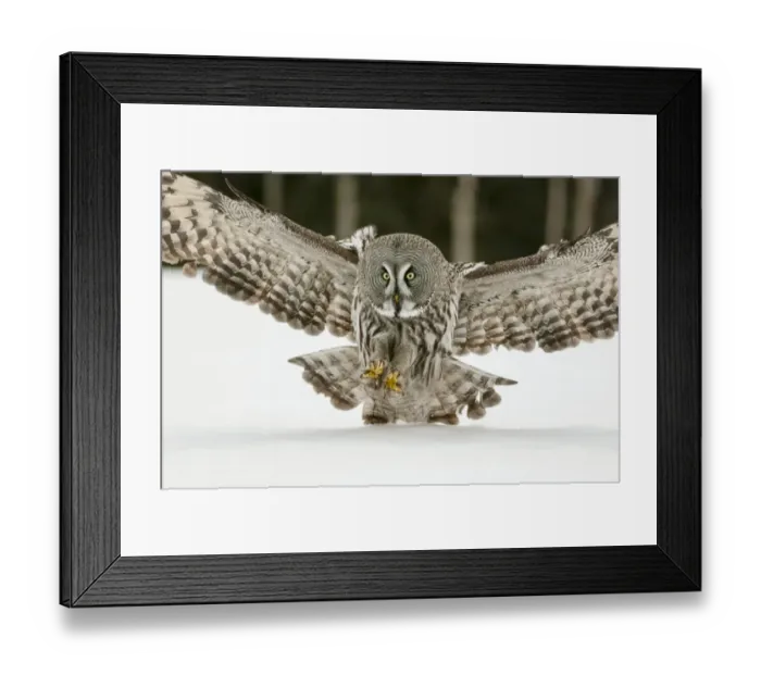 Framed Print : Great Grey Owl (Strix nebulosa) adult, in flight, hunting over snow covered open field, Finnish Lapland, Finland