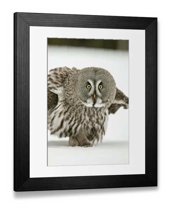 Framed Print : Great Grey Owl (Strix nebulosa) adult, standing on snow covered open field, Finnish Lapland, Finland, February Framed Print : Great Grey Owl (Strix nebulosa) adult, standing on snow covered open field, Finnish Lapland, Finland, February