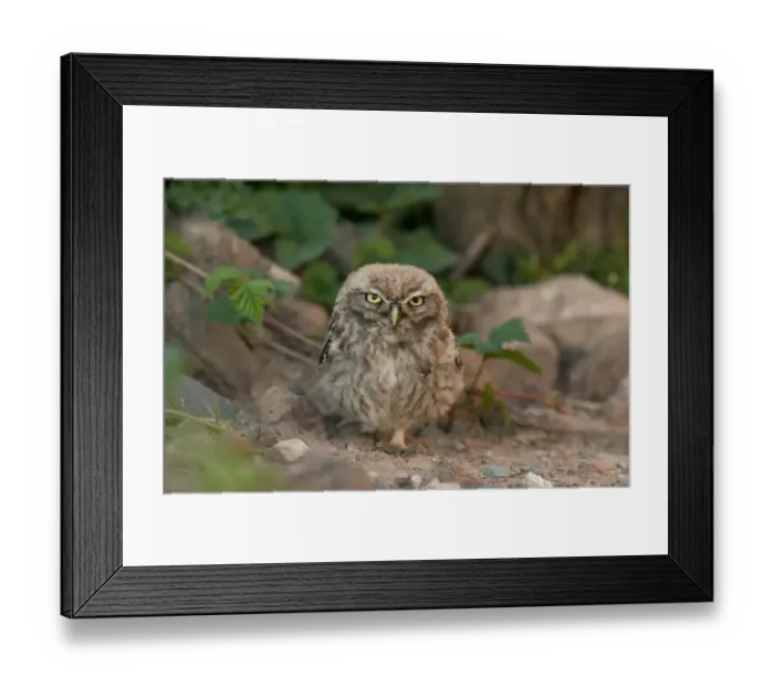 Framed Print : Little Owl (Athene noctua) juvenile, standing on ground, Merseyside, England, September Framed Print : Little Owl (Athene noctua) juvenile, standing on ground, Merseyside, England, September