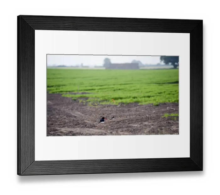 Framed Print : Eurasian Oystercatcher (Haematopus ostralegus) adult, breeding plumage, with chick, standing at edge of arable field Framed Print : Eurasian Oystercatcher (Haematopus ostralegus) adult, breeding plumage, with chick, standing at edge of arable field