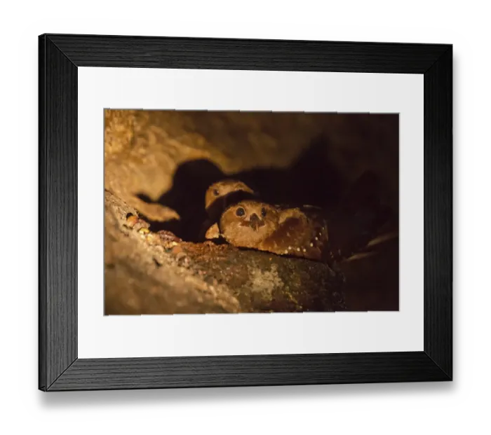 Framed Print : Oilbird (Steatornis caripensis) adults, at daytime roost in gorge, Trinidad, Trinidad and Tobago, February Framed Print : Oilbird (Steatornis caripensis) adults, at daytime roost in gorge, Trinidad, Trinidad and Tobago, February