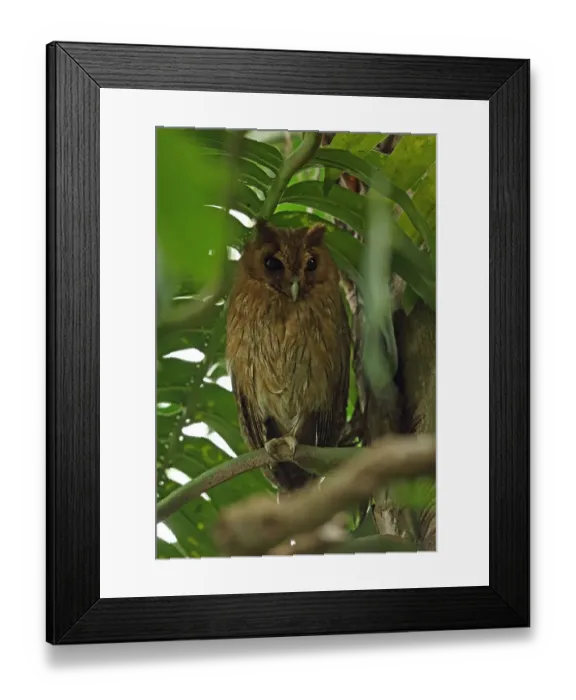 Framed Print : Jamaican Owl (Pseudoscops grammicus) adult, perched at daytime roost, Rocklands, Jamaica, December Framed Print : Jamaican Owl (Pseudoscops grammicus) adult, perched at daytime roost, Rocklands, Jamaica, December