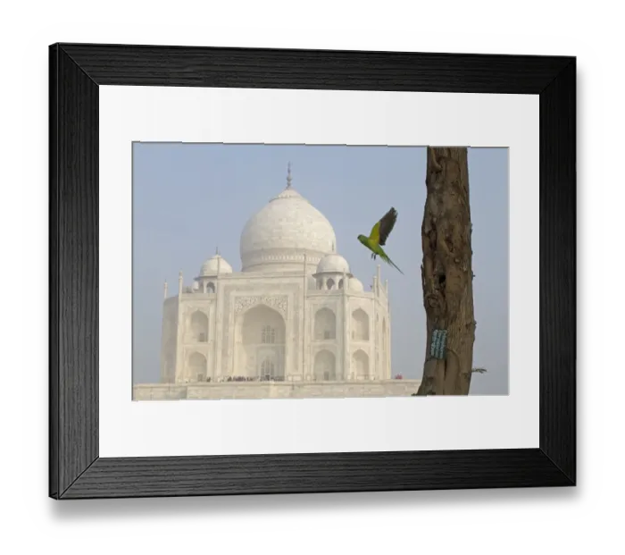 Framed Print : Rose-ringed Parakeet (Psittacula krameri) adult female, in flight, leaving nesthole in tree trunk Framed Print : Rose-ringed Parakeet (Psittacula krameri) adult female, in flight, leaving nesthole in tree trunk