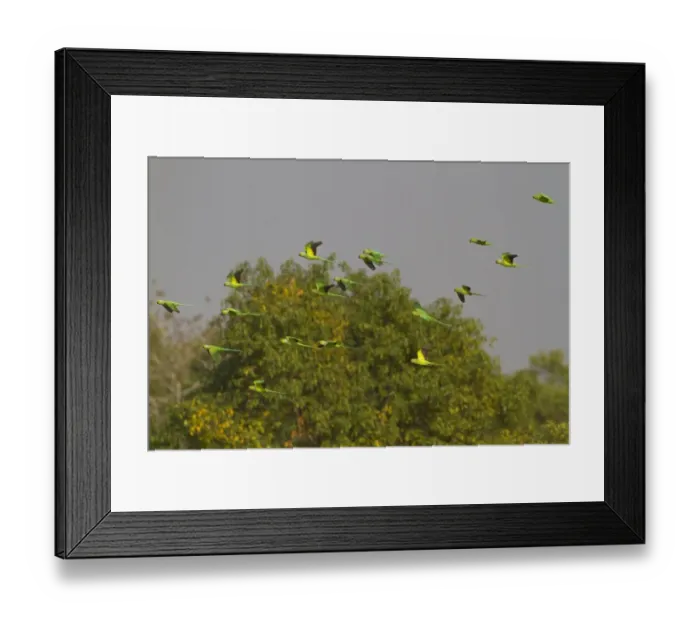 Framed Print : Rose-ringed Parakeet (Psittacula krameri) flock, in flight, Sundarbans, Ganges Delta, West Bengal, India, March Framed Print : Rose-ringed Parakeet (Psittacula krameri) flock, in flight, Sundarbans, Ganges Delta, West Bengal, India, March