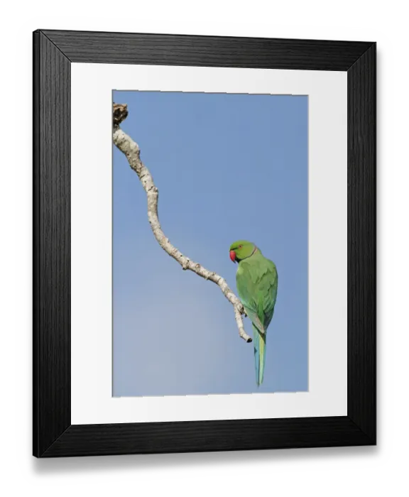Framed Print : Rose-ringed Parakeet (Psittacula krameri manillensis) adult male, perched on branch, Bundala N. P. Sri Lanka, February Framed Print : Rose-ringed Parakeet (Psittacula krameri manillensis) adult male, perched on branch, Bundala N. P. Sri Lanka, February