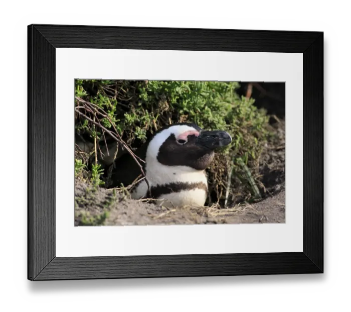 Framed Print : Jackass Penguin (Spheniscus demersus) adult, at nesting burrow entrance, Stony Point, Bettys Bay, Western Cape Framed Print : Jackass Penguin (Spheniscus demersus) adult, at nesting burrow entrance, Stony Point, Bettys Bay, Western Cape
