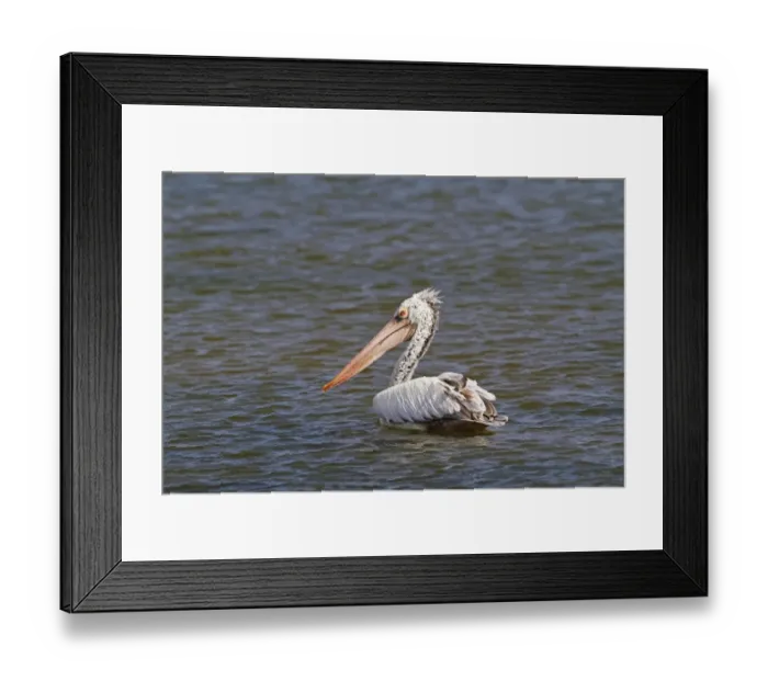 Framed Print : Spot-billed Pelican (Pelecanus philippensis) adult, swimming, Yala N. P. Sri Lanka, February