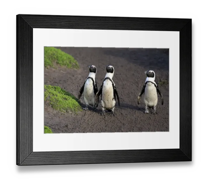 Framed Print : Jackass Penguin (Spheniscus demersus) three adults, standing on beach, Stony Point, Bettys Bay, Western Cape