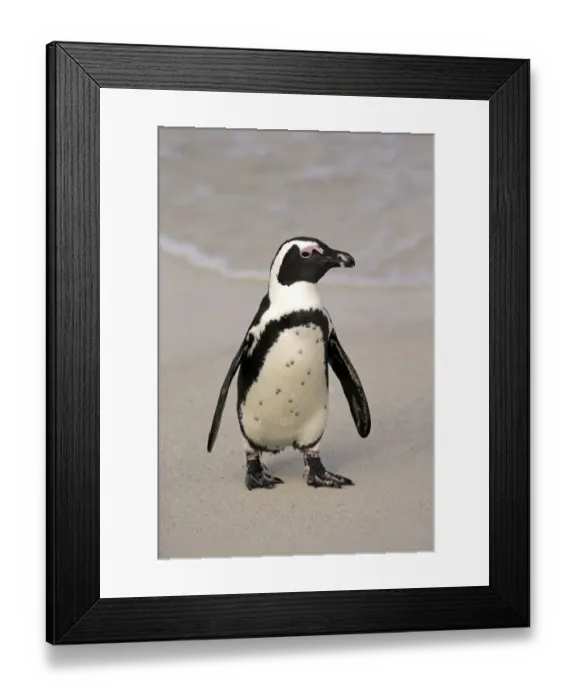 Framed Print : Jackass Penguin (Spheniscus demersus) adult, walking on beach, Boulders Beach, Simonstown, Western Cape, South Africa Framed Print : Jackass Penguin (Spheniscus demersus) adult, walking on beach, Boulders Beach, Simonstown, Western Cape, South Africa