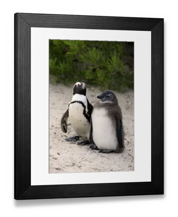 Framed Print : Jackass Penguin (Spheniscus demersus) adult with young, standing on beach, Boulders Beach, Simonstown, Western Cape