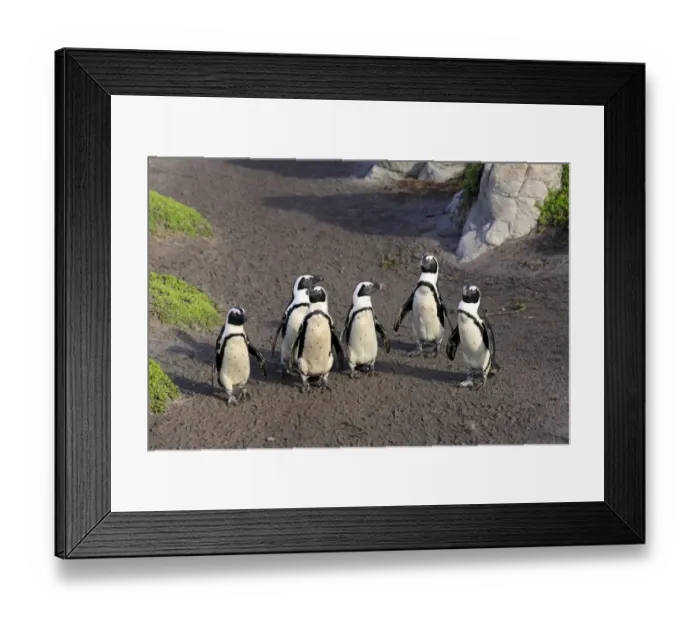Framed Print : Jackass Penguin (Spheniscus demersus) six adults, standing on beach, Stony Point, Bettys Bay, Western Cape Framed Print : Jackass Penguin (Spheniscus demersus) six adults, standing on beach, Stony Point, Bettys Bay, Western Cape