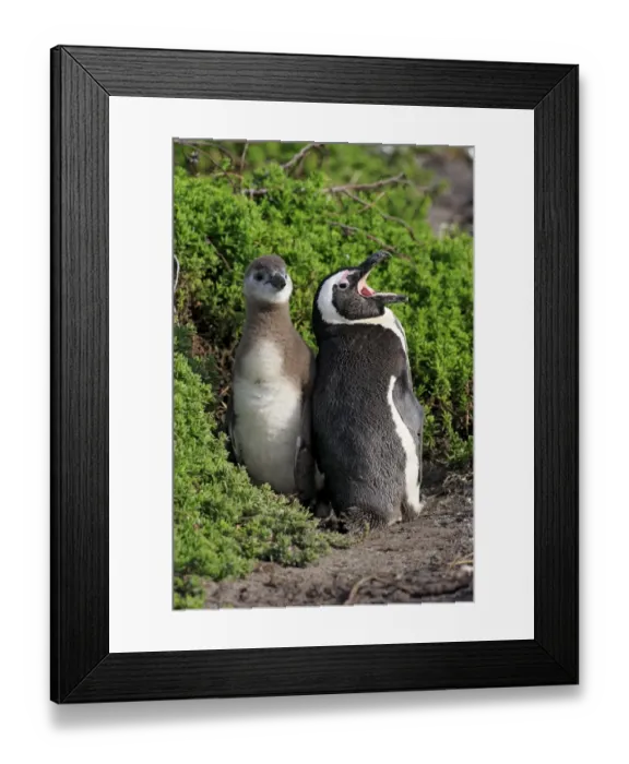 Framed Print : Jackass Penguin (Spheniscus demersus) adult with young, standing amongst vegetation on beach, Stony Point, Bettys Bay Framed Print : Jackass Penguin (Spheniscus demersus) adult with young, standing amongst vegetation on beach, Stony Point, Bettys Bay