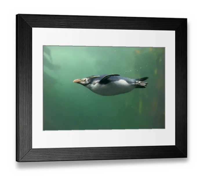 Framed Print : Rockhopper Penguin (Eudyptes chrysocome) adult, swimming in kelp forest, South Africa, June (captive) Framed Print : Rockhopper Penguin (Eudyptes chrysocome) adult, swimming in kelp forest, South Africa, June (captive)