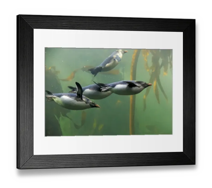 Framed Print : Rockhopper Penguin (Eudyptes chrysocome) four adults, swimming in kelp forest, South Africa, June (captive) Framed Print : Rockhopper Penguin (Eudyptes chrysocome) four adults, swimming in kelp forest, South Africa, June (captive)