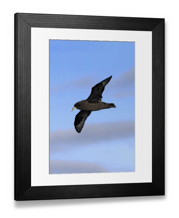 Framed Print : White-chinned Petrel (Procellaria aequinoctialis) adult, in flight, Cape of Good Hope, Western Cape, South Africa, June